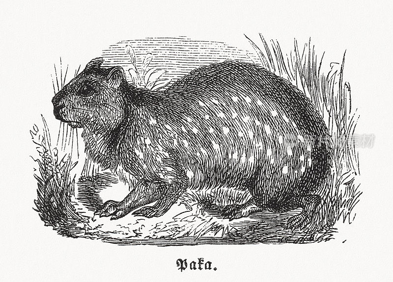 低地paca (Cuniculus paca)，木版画，约于1880年出版
